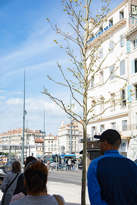 Platane sur le cours Jean Ballard