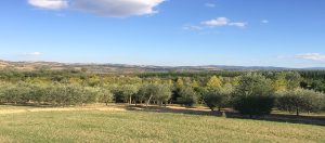 Vue pépinière Margheriti